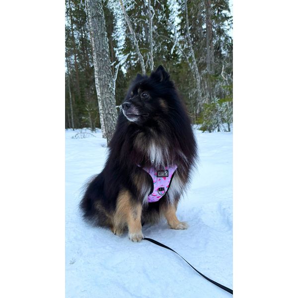 Harness Light5 Doggo Led Harness, Pink – vue 6